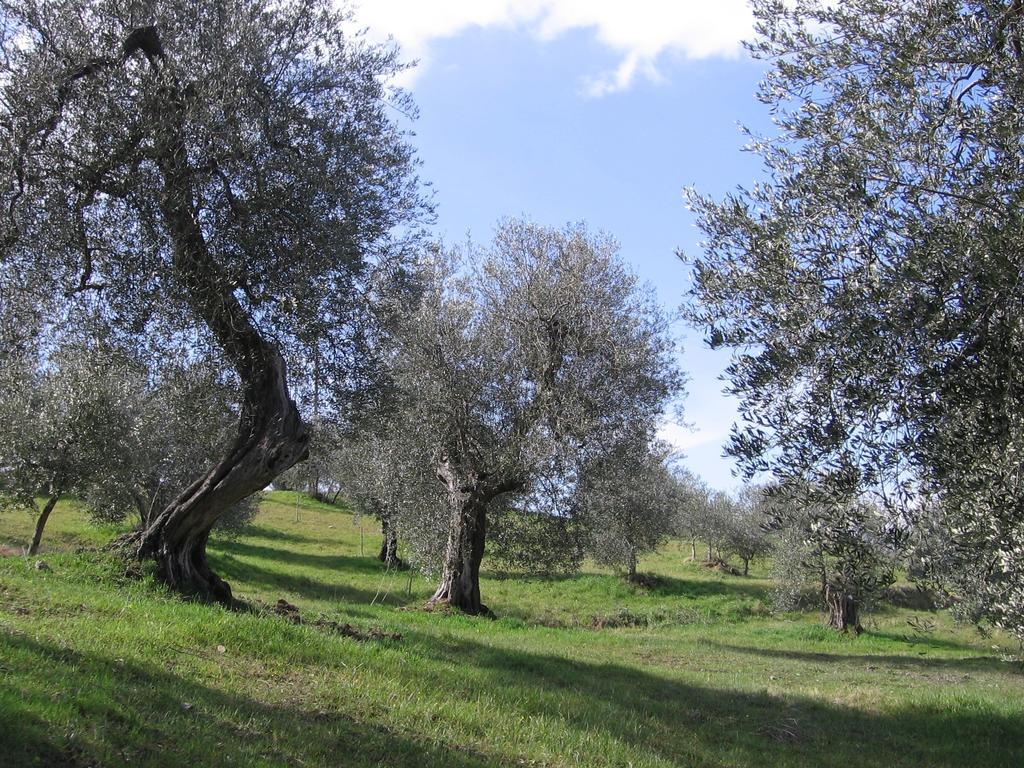 Casa Fioranna Villa Seggiano Værelse billede